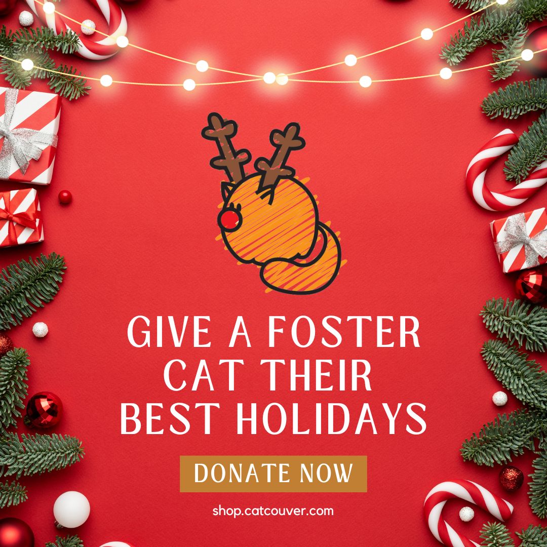 Give a foster cat their best holidays! **Fundraiser**